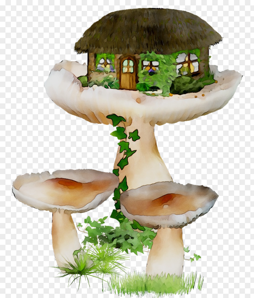 Edible Mushroom Agaricaceae PNG