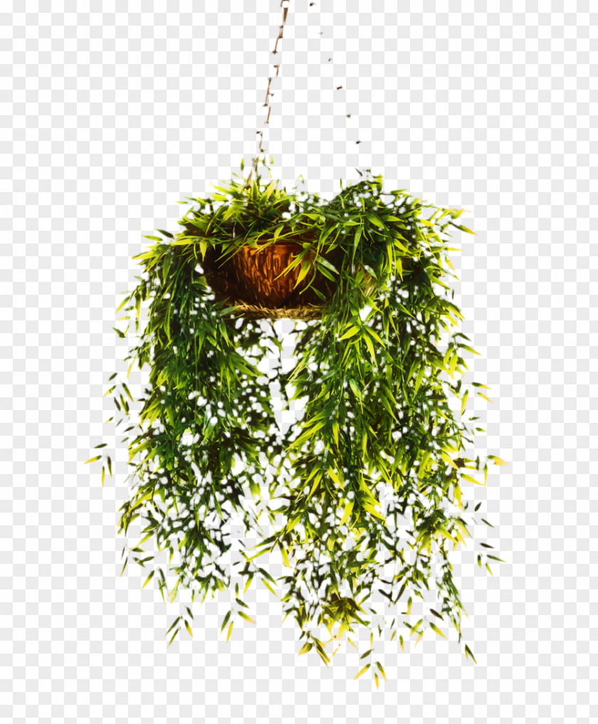 Herb PNG
