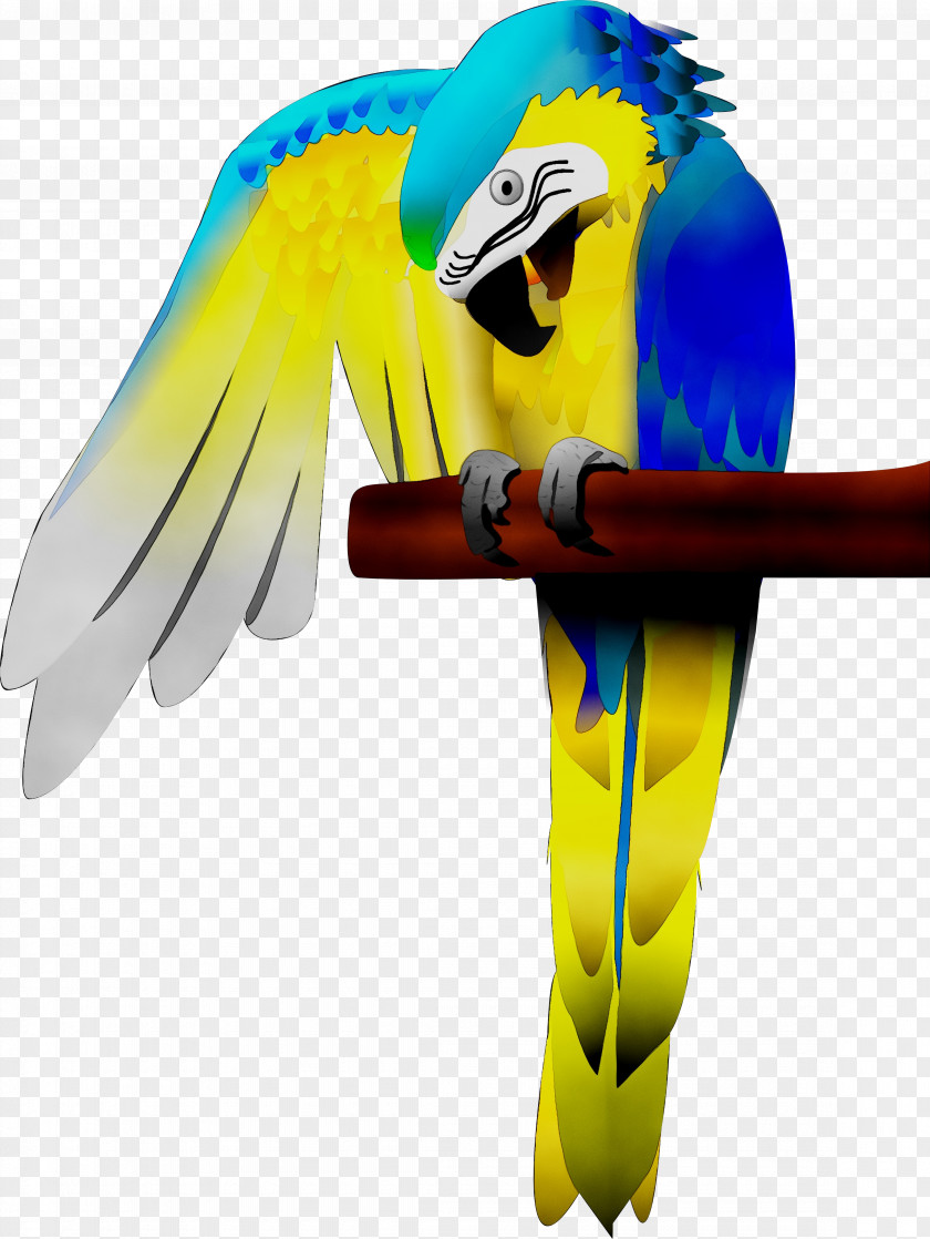 Macaw Parakeet Feather Beak Yellow PNG