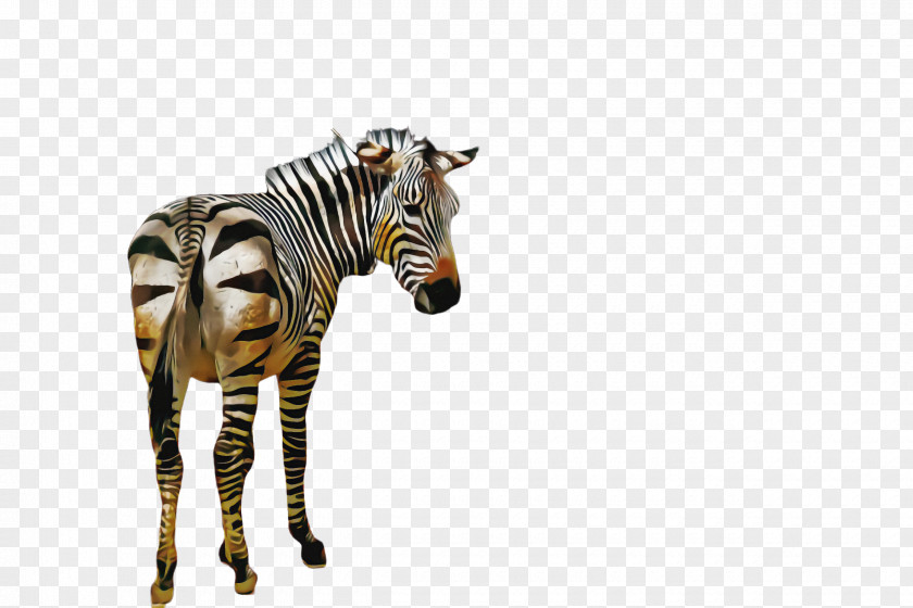 Quagga Snout Zebra Wildlife Animal Figure PNG