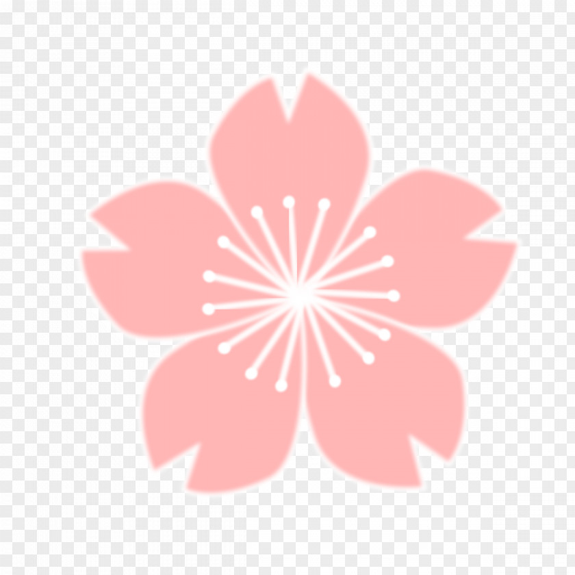 Sakura Flower Cherry Blossom Drawing Clip Art PNG