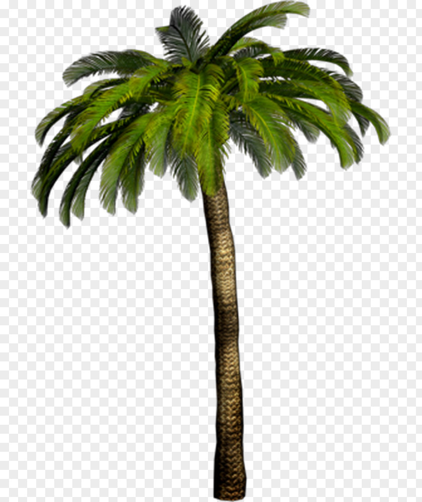 Tree Palm Trees Clip Art Image Desktop Wallpaper PNG