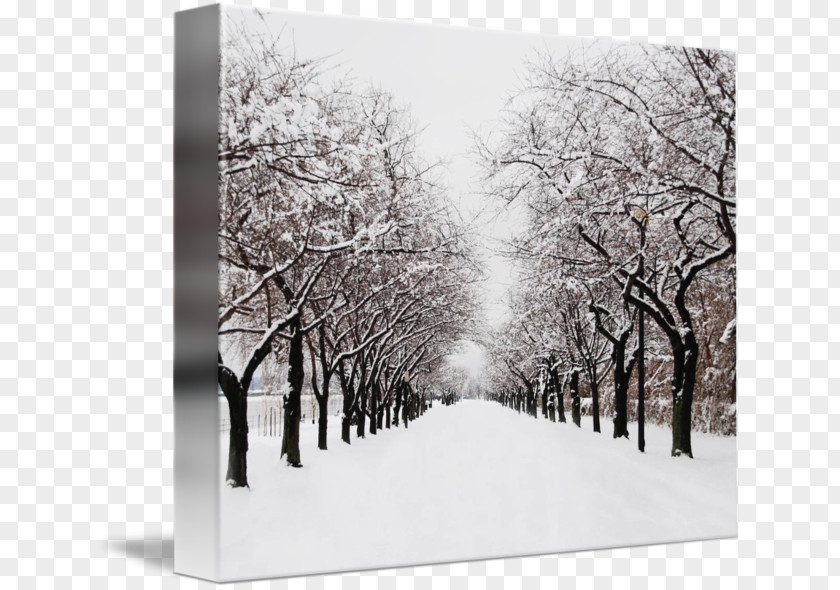 Winter Road Gallery Wrap Canvas Art PNG