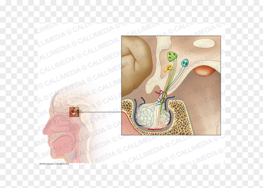 Adrenal Gland Cartoon Pituitary Endocrine System Physiology PNG