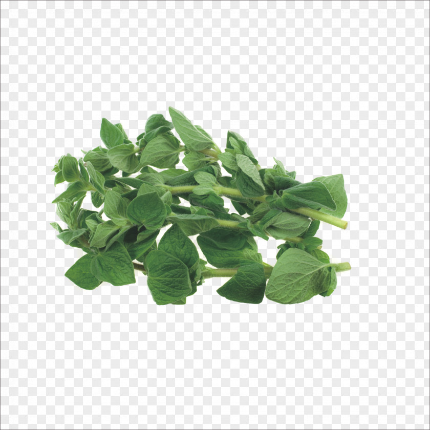 Herbs Herb Stock Photography Oregano Marjoram Thyme PNG