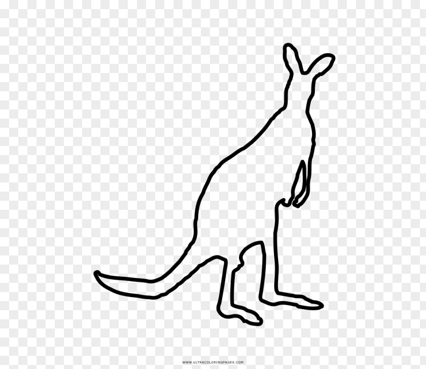Kangaroo Domestic Rabbit Coloring Book Macropods PNG