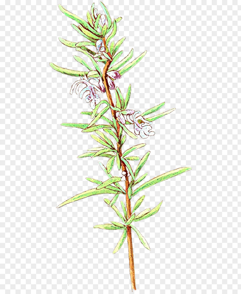 Rosemary Herb PNG