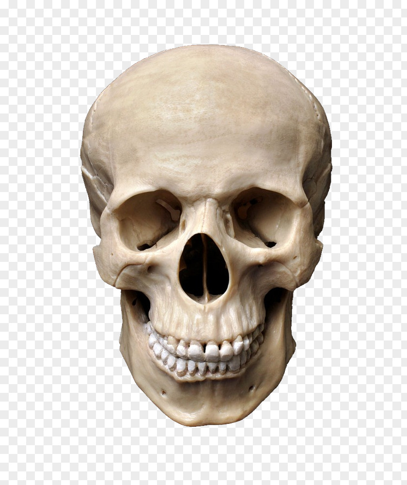 Skull Stock Photography Human Skeleton PNG