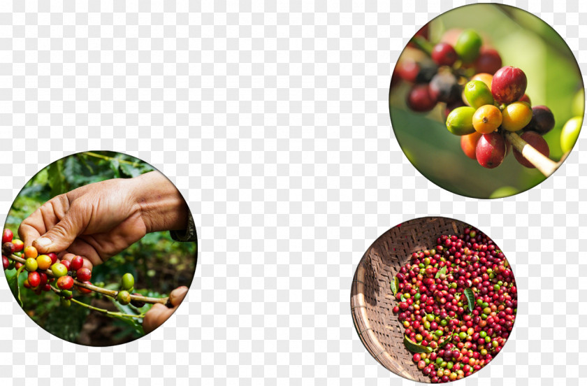 Sparrow Coffee Roastery Organic Natural Foods Certification PNG