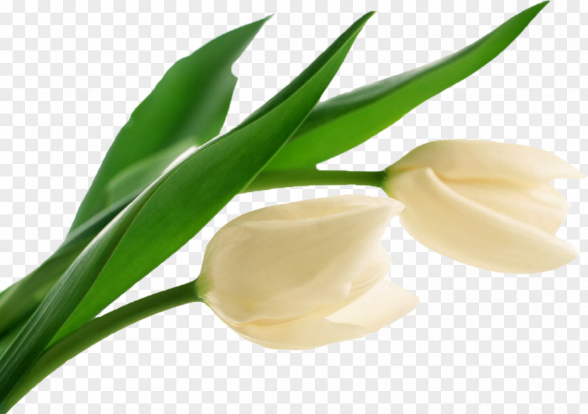 Tulip Flower White Clip Art PNG