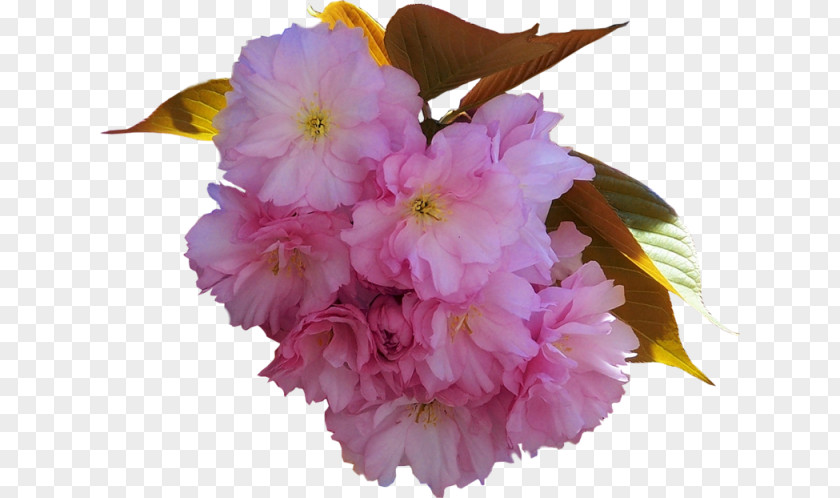 Cherry Blossom Pink M ST.AU.150 MIN.V.UNC.NR AD Herbaceous Plant PNG