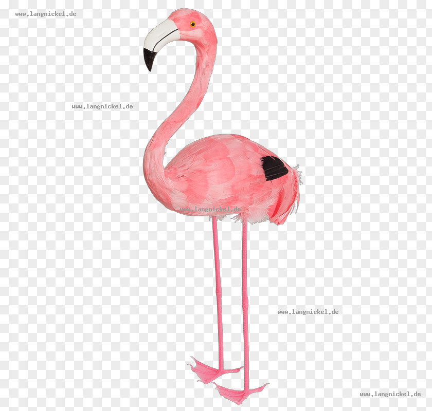 Flamingos Water Bird Greater Flamingo Animal PNG