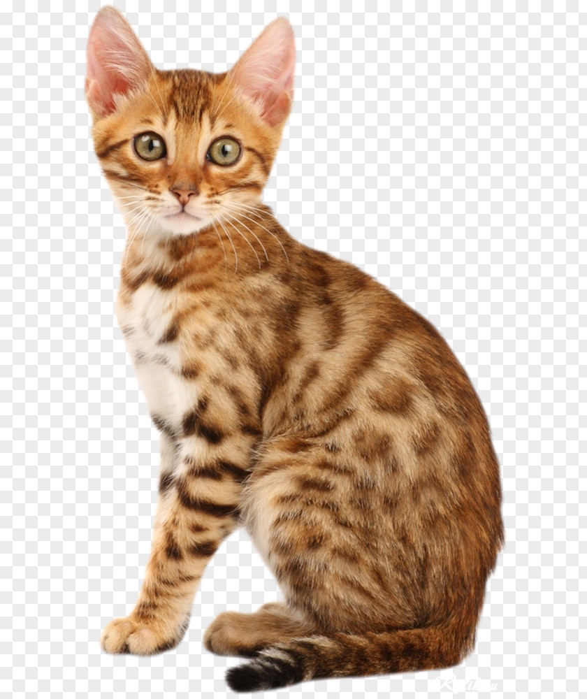 Kitten Bengal Cat Abyssinian California Spangled Persian PNG