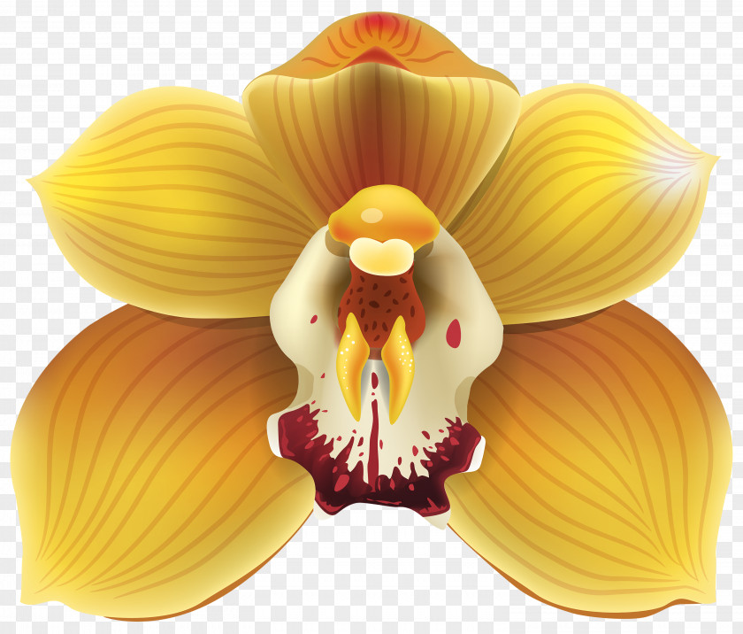 Orchid Cypripedium Flower Yellow Clip Art PNG