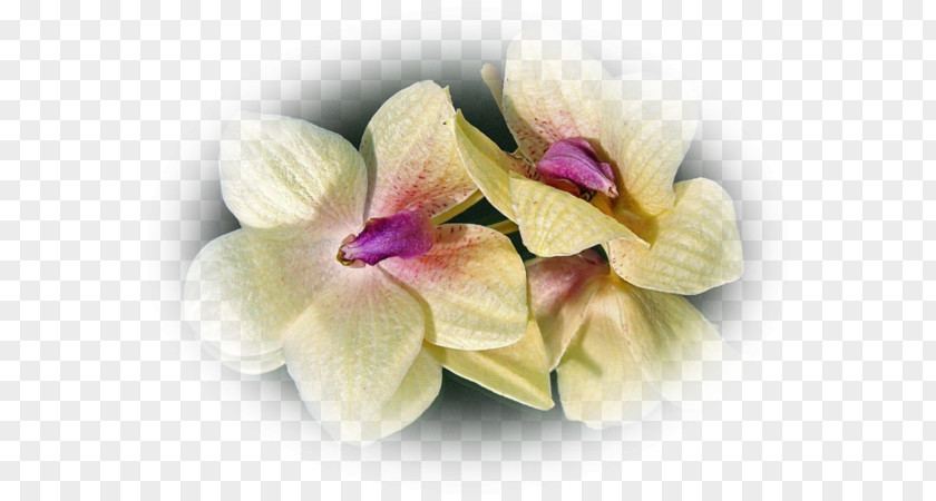 Pas De Deux Moth Orchids Cut Flowers Dendrobium Petal PNG