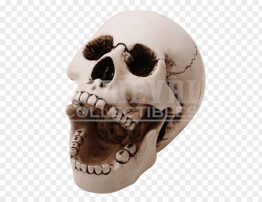 Skull Human Skeleton Ashtray Bone PNG