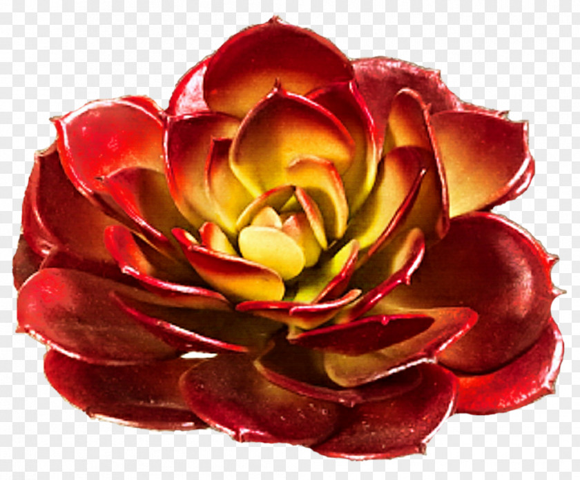 Succulent Garden Roses Plant Cut Flowers PNG