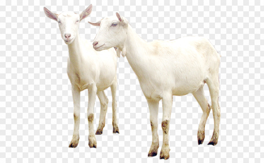 Goat Sheep–goat Hybrid Cattle PNG