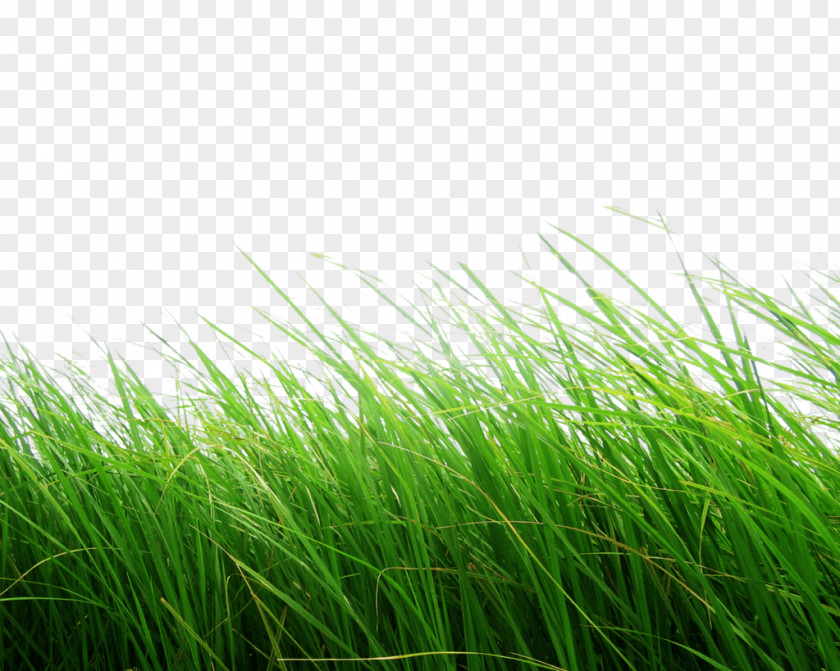 High Grass PNG Grass, green grass illustration clipart PNG