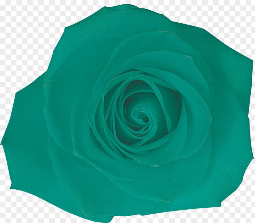 Rose Garden Roses Petal Turquoise PNG