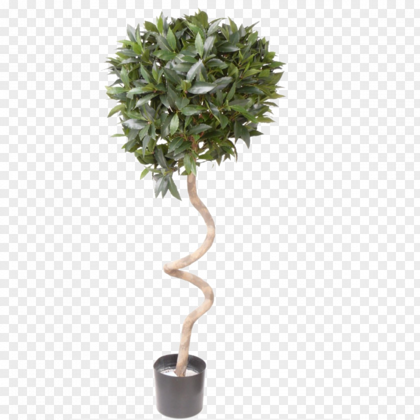 Tree Topiary Box Succulent Plant PNG