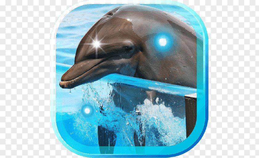 Water Common Bottlenose Dolphin Wholphin Short-beaked Long-beaked PNG