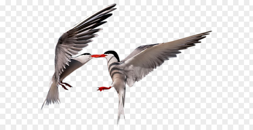 Bird Seabird Cygnini Wader Goose PNG
