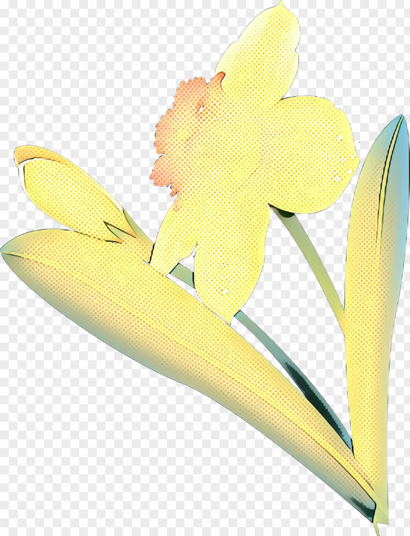 Cattleya Cut Flowers Background PNG
