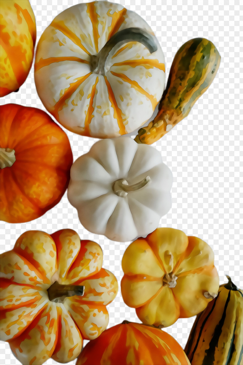 Gourd Plant Pumpkin PNG