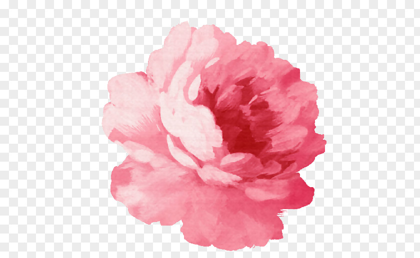 Peonies Watercolour Flowers Watercolor Painting Drawing PNG