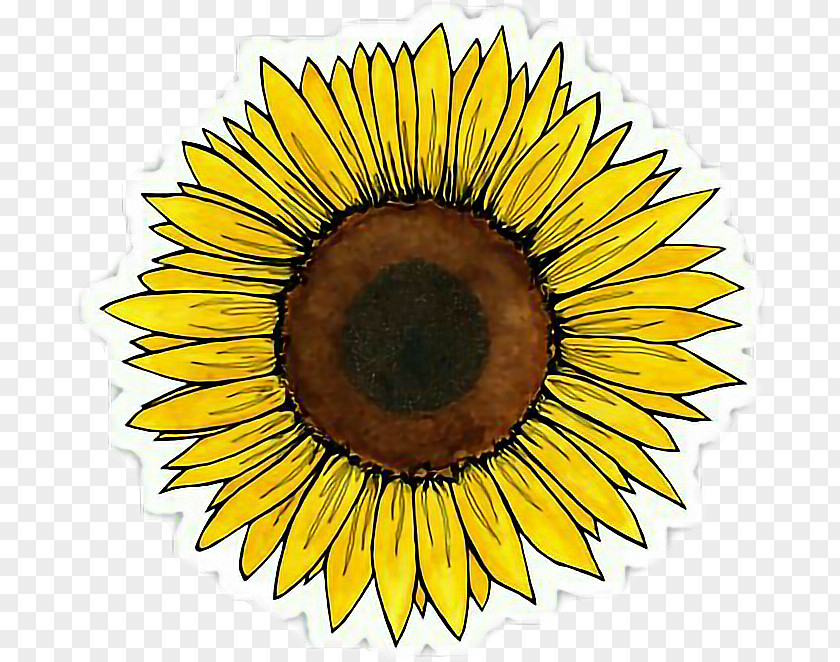 Aesthetic Sign Sticker Decal Sunflower Redbubble 0 PNG