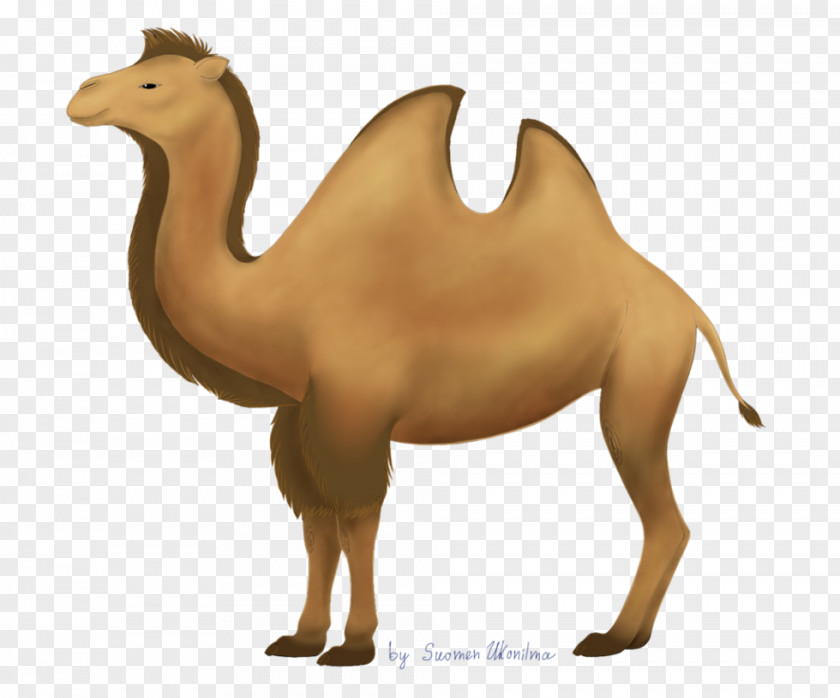 Camel Banner Dromedary Bactrian Llama Drawing Clip Art PNG