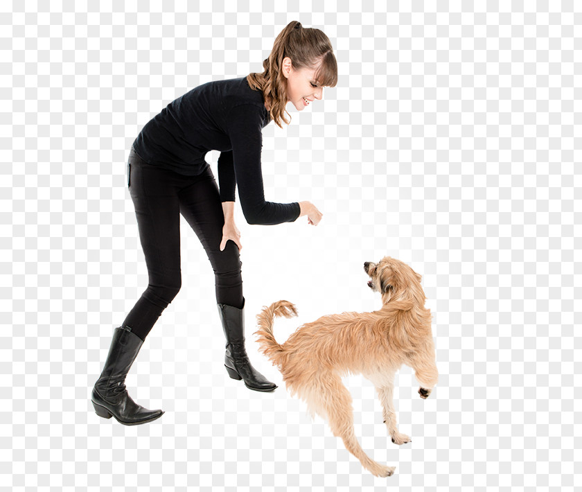 Puppy Dog Breed Companion Training PNG