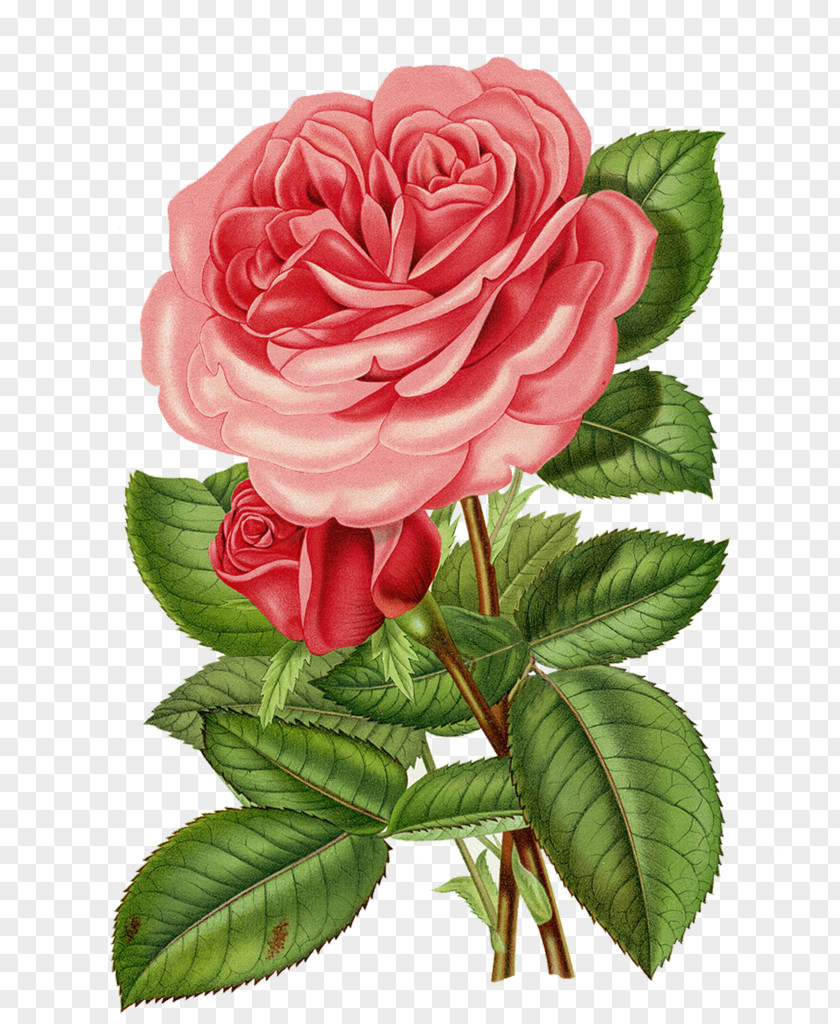 Rose Flower Clip Art PNG