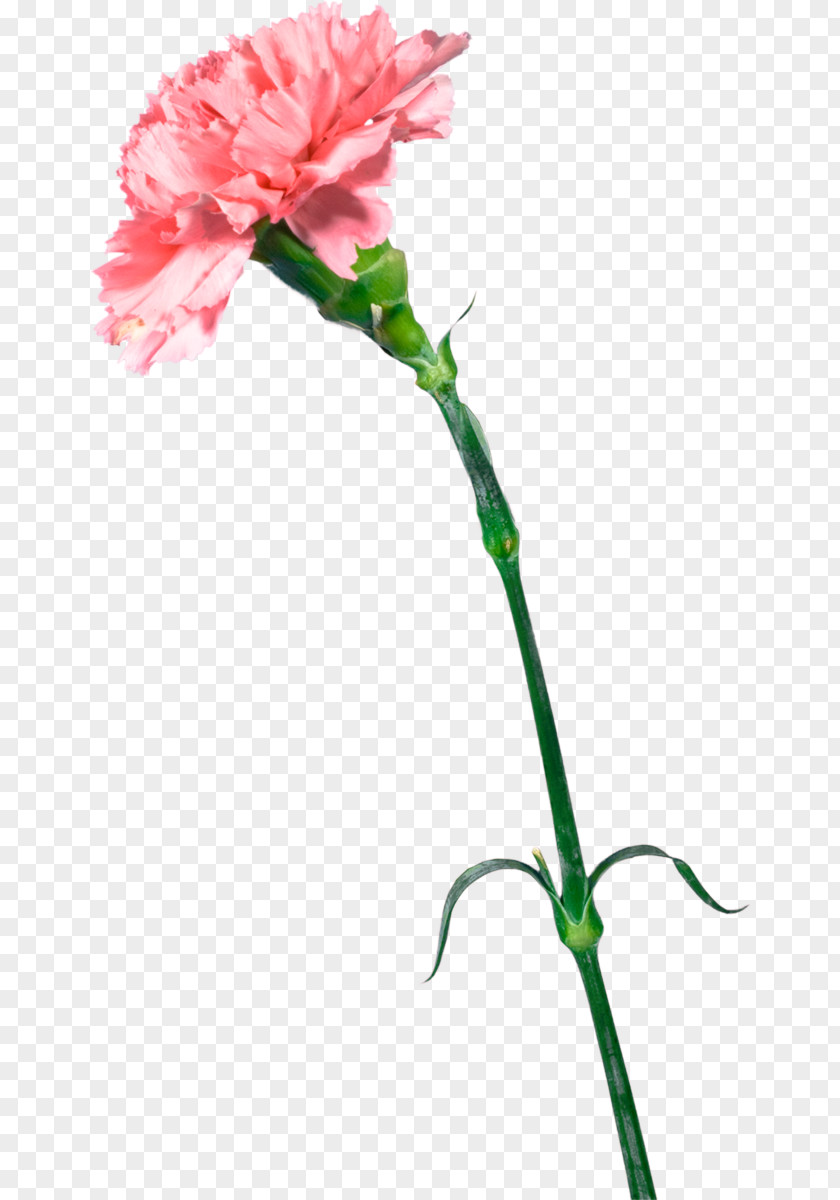 Carnation Cut Flowers Mother's Day Gift PNG