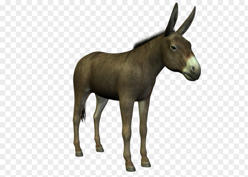 Donkey Mule Horse Animal Mammal PNG