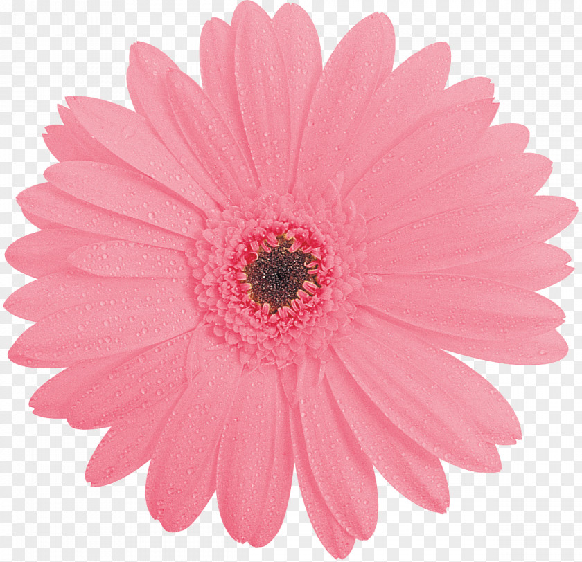 Gerbera Stock Photography Royalty-free Clip Art PNG