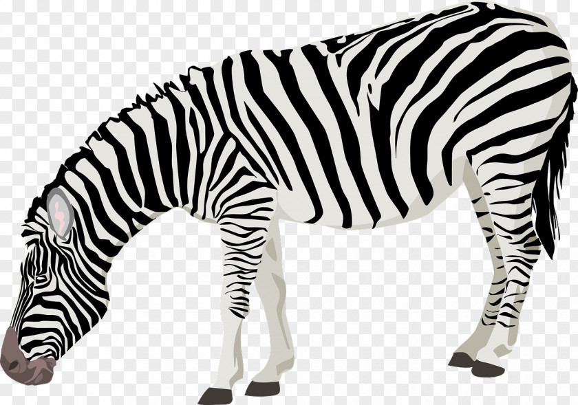 Greedy Zebra Clip Art PNG