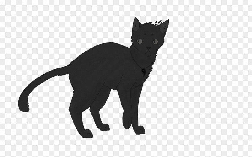 Kitten Bombay Cat Korat Black Domestic Short-haired PNG