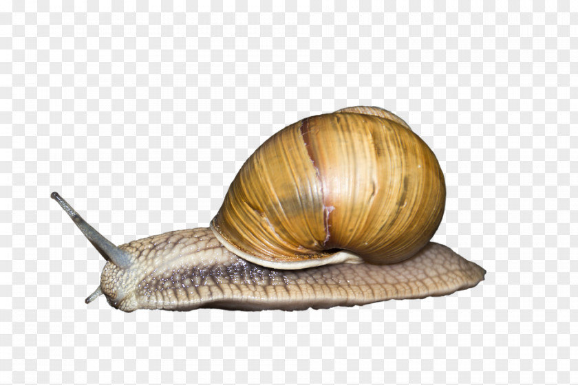Snail Seashell Gastropod Shell Gastropods Animal PNG