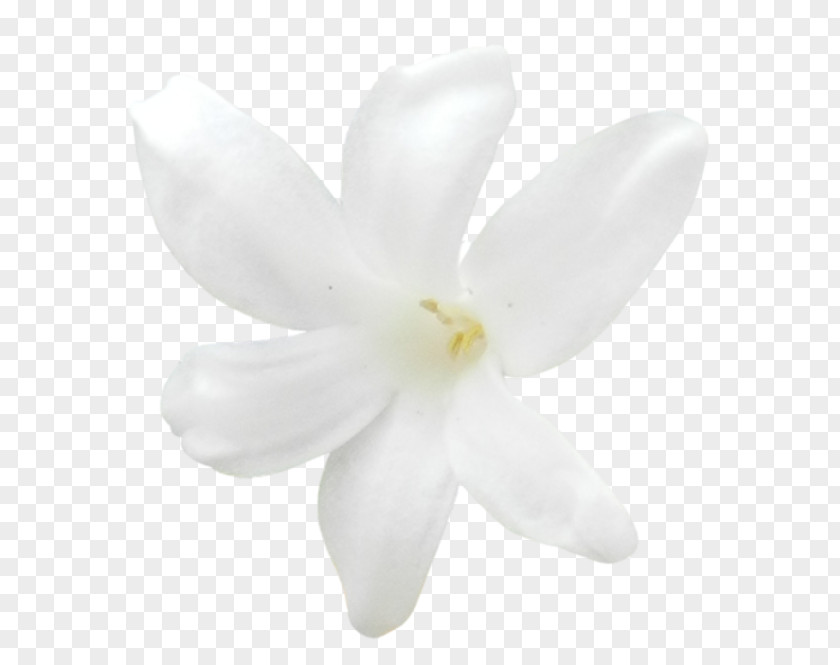 White Magnolia Family Petal PNG