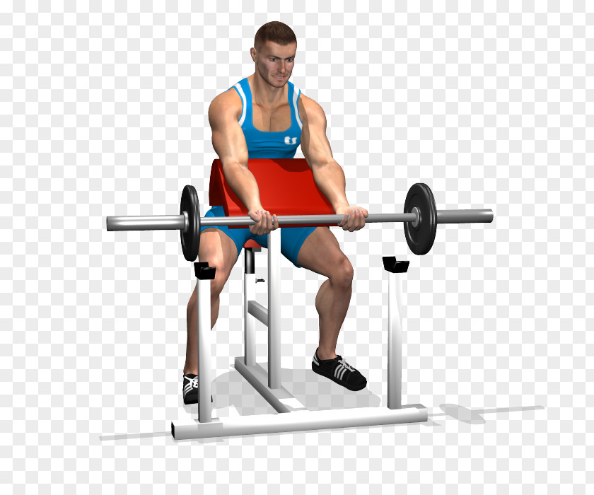 Barbell Powerlifting Bench Panca Scott Biceps PNG
