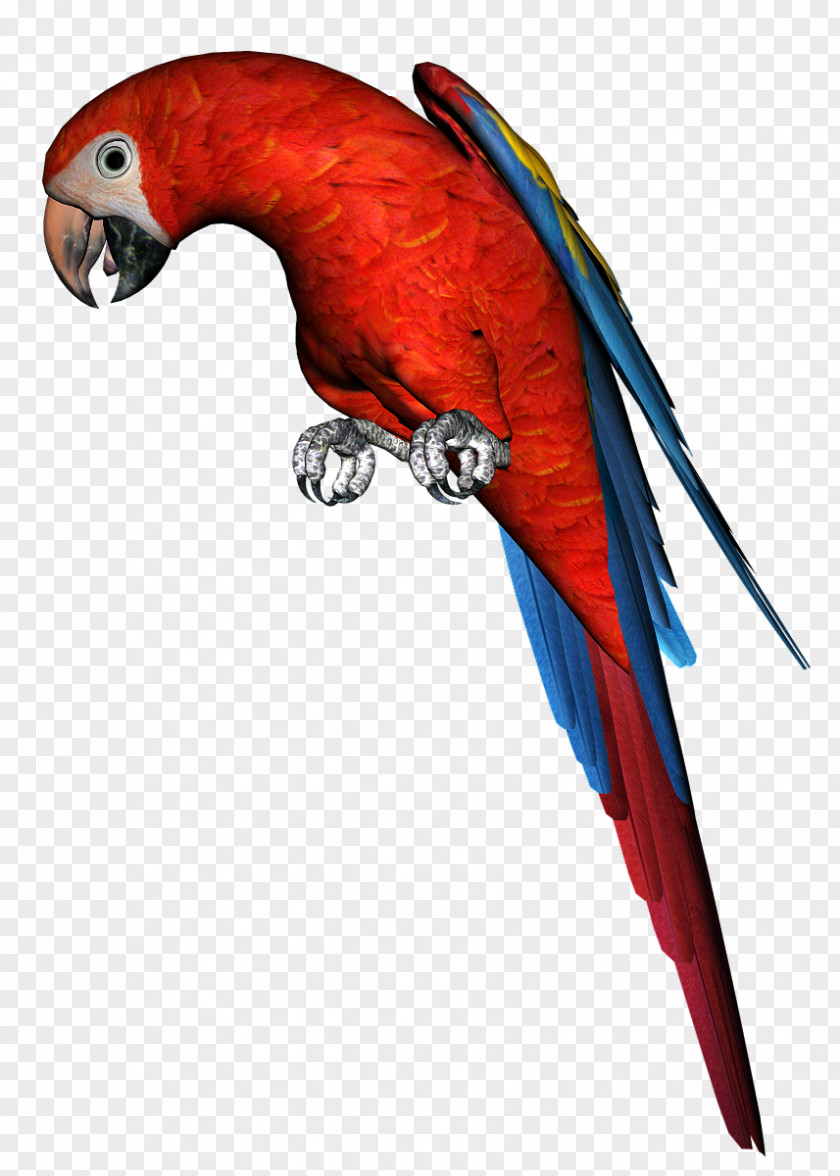 Bird Macaw Parrot Parakeet PNG
