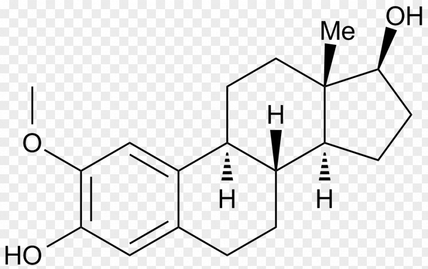 Kitten Embryo Development Ethinylestradiol Estrogen Receptor Promestriene PNG