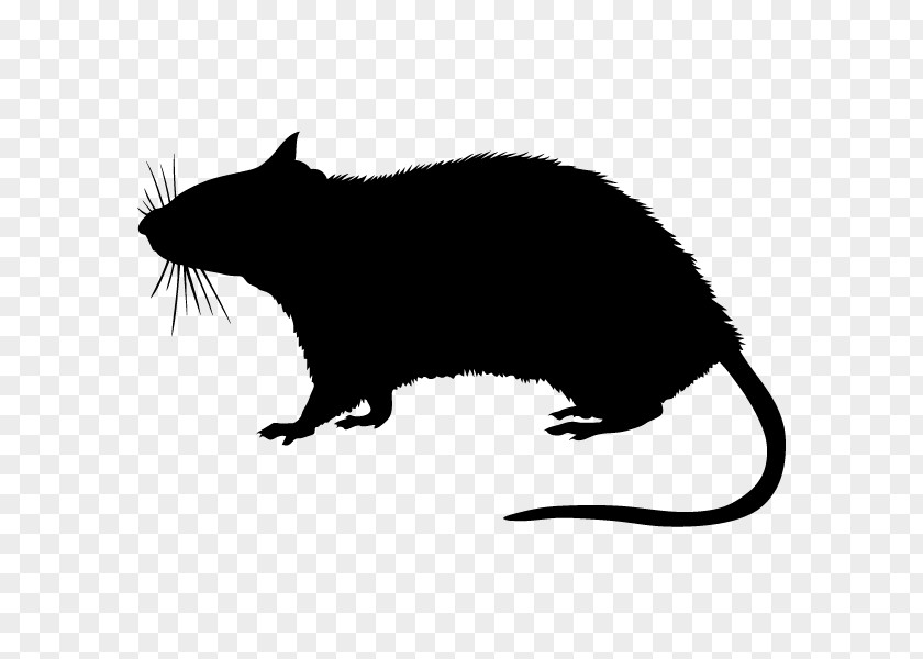 Silhouette Rodent Stock Photography PNG