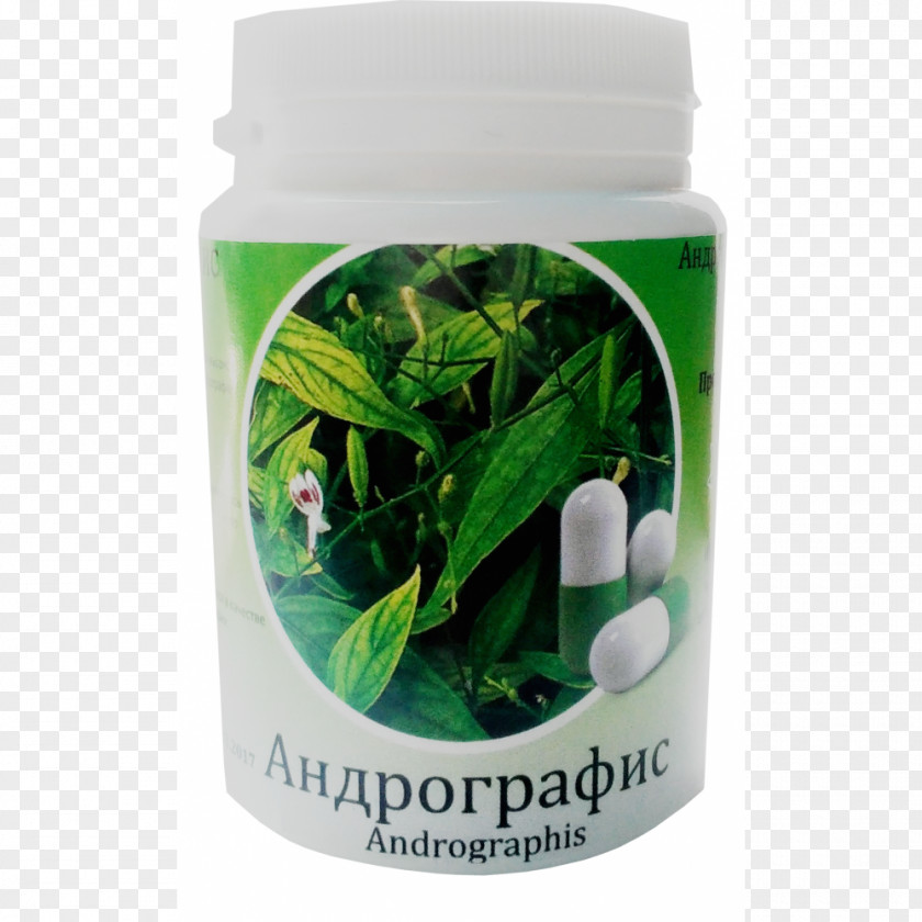 Andrographis Green Chiretta Herbalism Ayurveda Medicine PNG