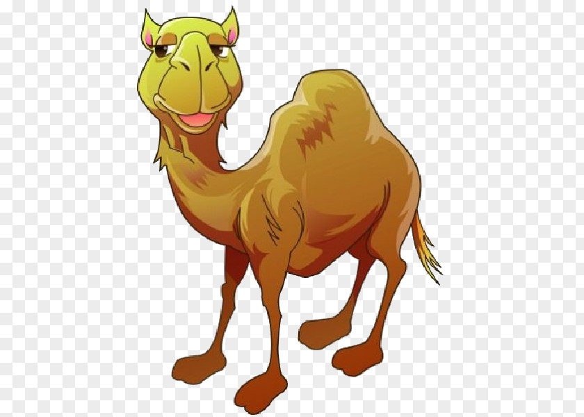 Camel Bactrian Dromedary Cartoon Clip Art PNG