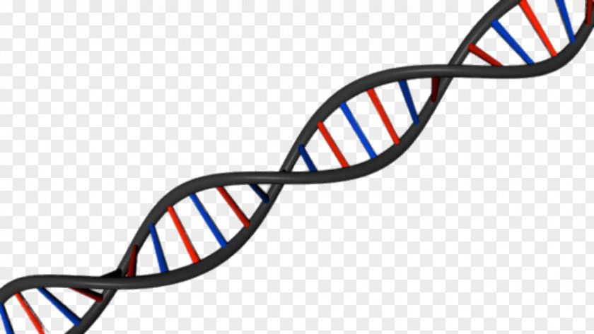 Dna Vetor DNA Science Nucleic Acid Double Helix Stock Photography A-DNA PNG
