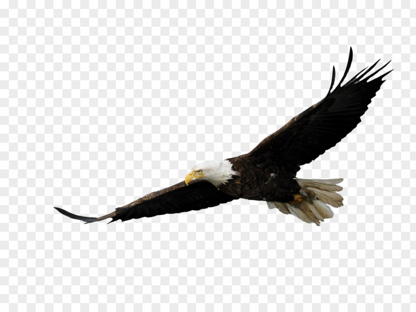 Eagle Pocono Mountains Elk Hill Bird Of Prey Bald PNG