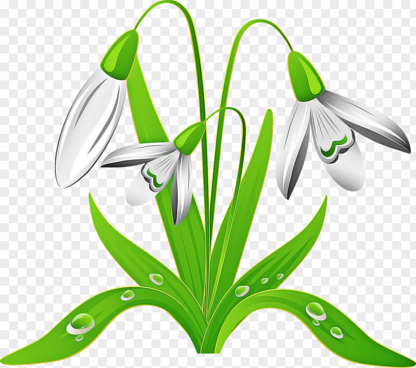 Flower Galanthus Snowdrop Plant Green PNG